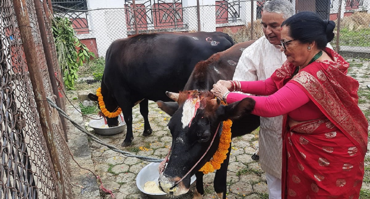 राष्ट्रपति पौडेलबाट गाई पूजा