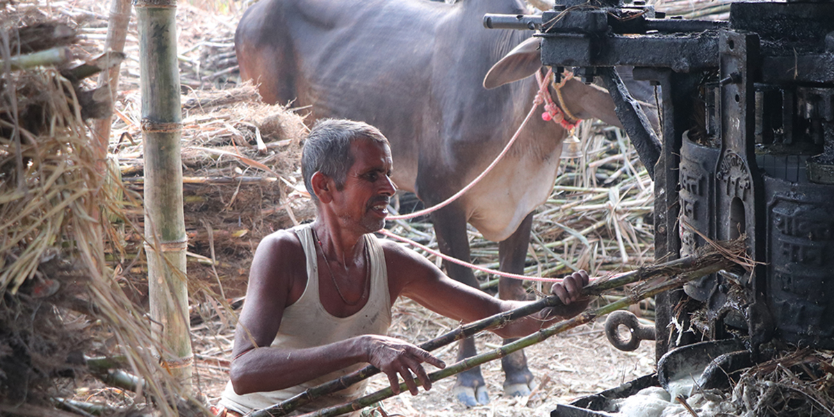 ‘सख्खर जस्तै गुलियो व्यापार’