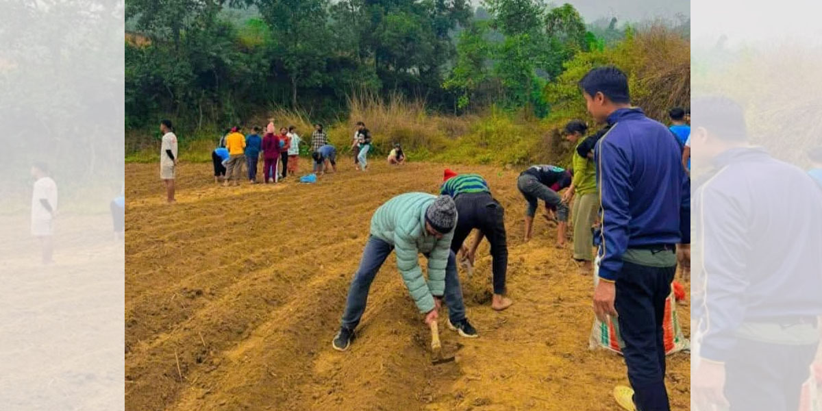 विद्यार्थीले रोपे ७० किलो आलु