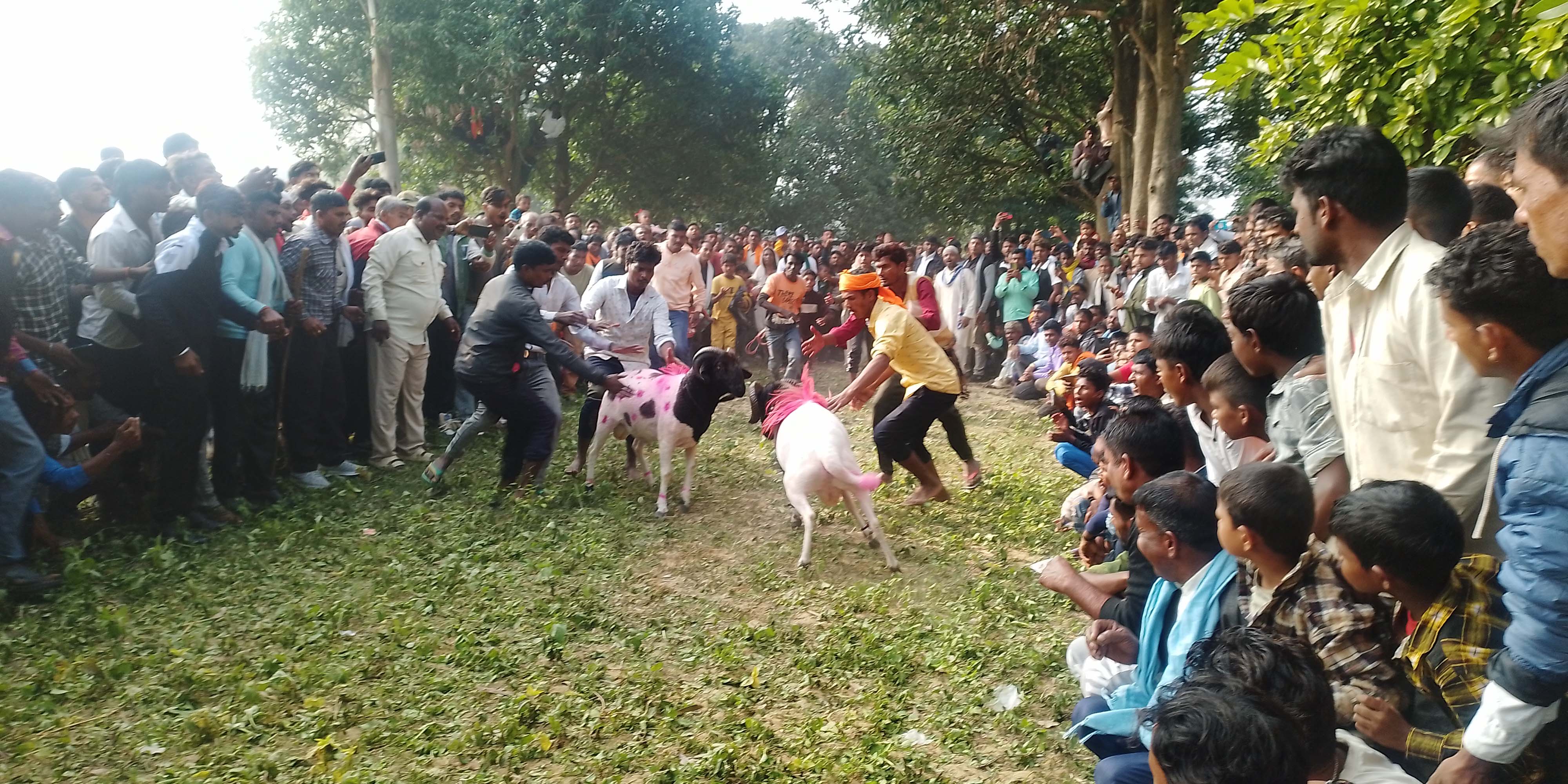 बाँकेमा भेडा जुधाइको रौनक, लडाइँ जितेसँगै बढ्छ मूल्य