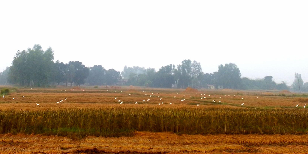 धानखेतमा बकुल्ला बथान