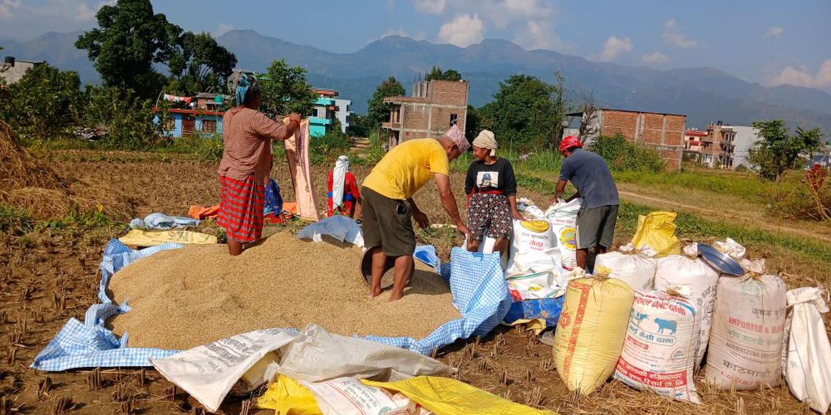 पाल्पामा धान उत्पादन बढेपछि किसान उत्साहित