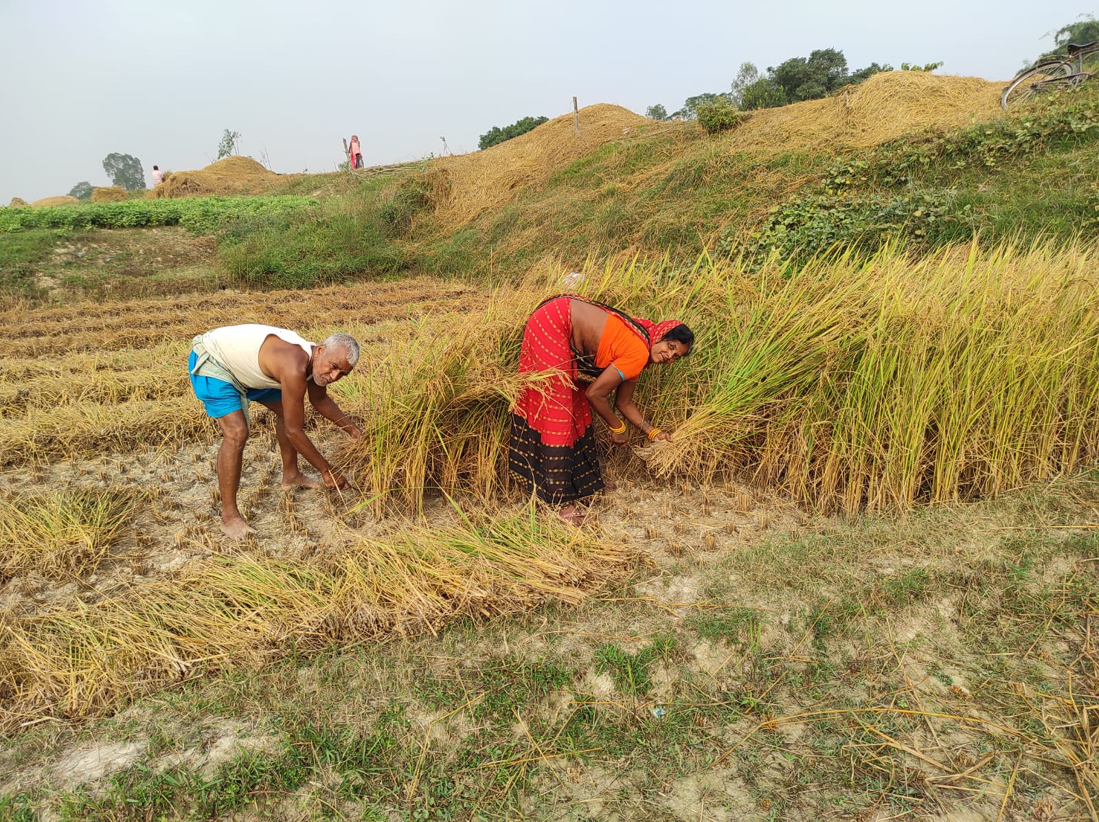 दाङमा धान उत्पादन १० प्रतिशतले वृद्धि