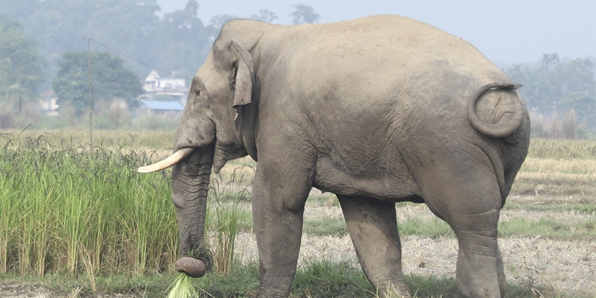 झापाका गाउँगाउँ डुल्न थाले हात्ती