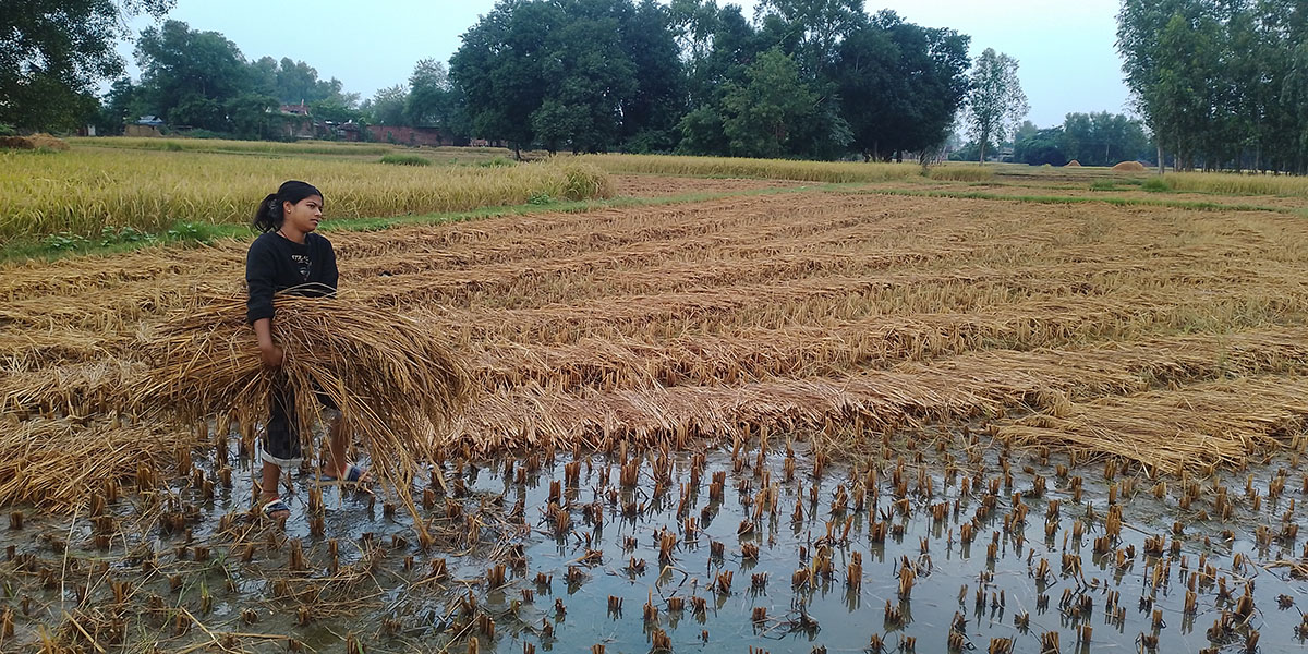 बेमौसमी वर्षाले धान बालीमा क्षति