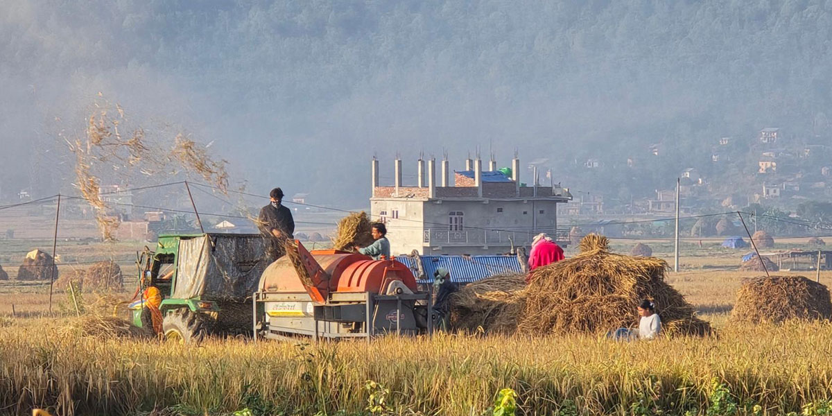 धान बिक्री गर्ने किसानलाई चेकमार्फत भुक्तानी