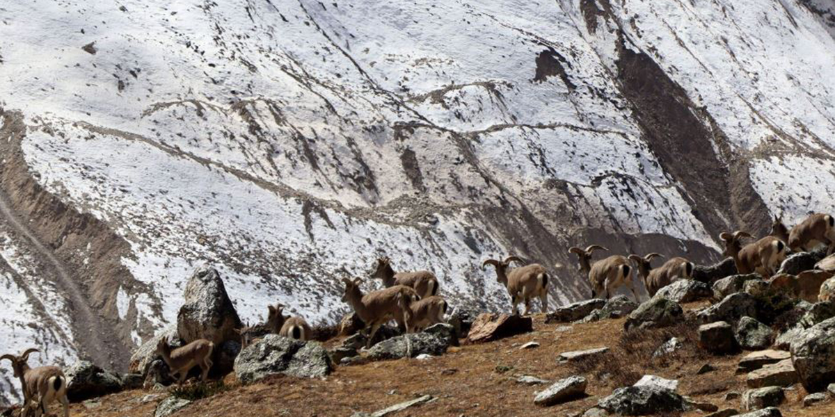 ‘हिमालको अस्तित्व मेटिन्छ कि भन्ने चिन्ता लाग्छ’