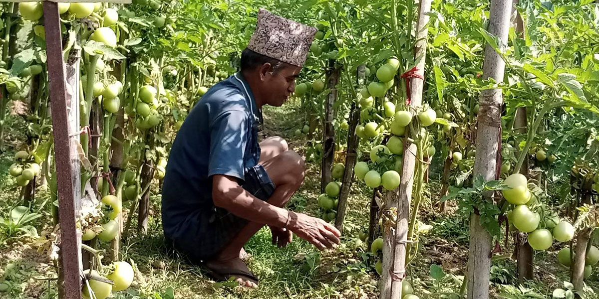 एफएम दाइको तरकारी खेती