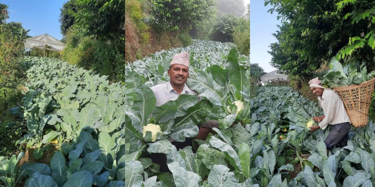 शिक्षण छाडेर कृषिमा लागेका हुमनाथको लोभलाग्दो प्रगति