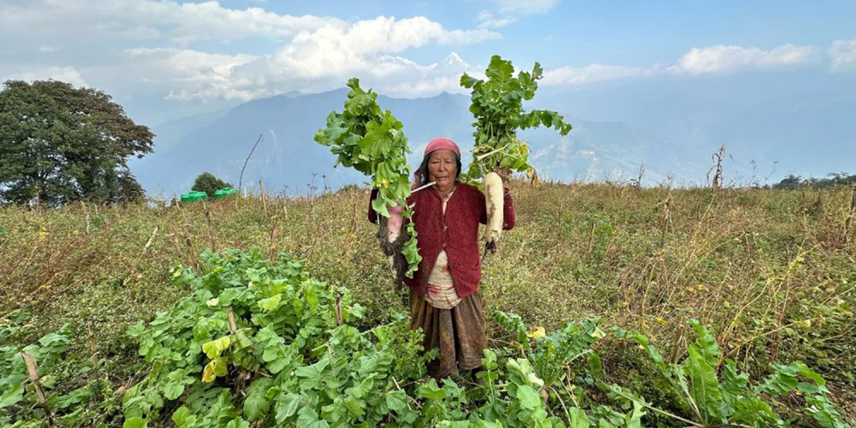 टोड्केमा मुला बिक्री हुनै छोड्यो