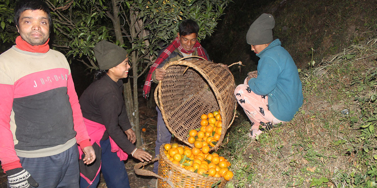 बिमका किसानलाई छैन सुन्तलाका लागि बजार खोज्नुपर्ने झन्झट