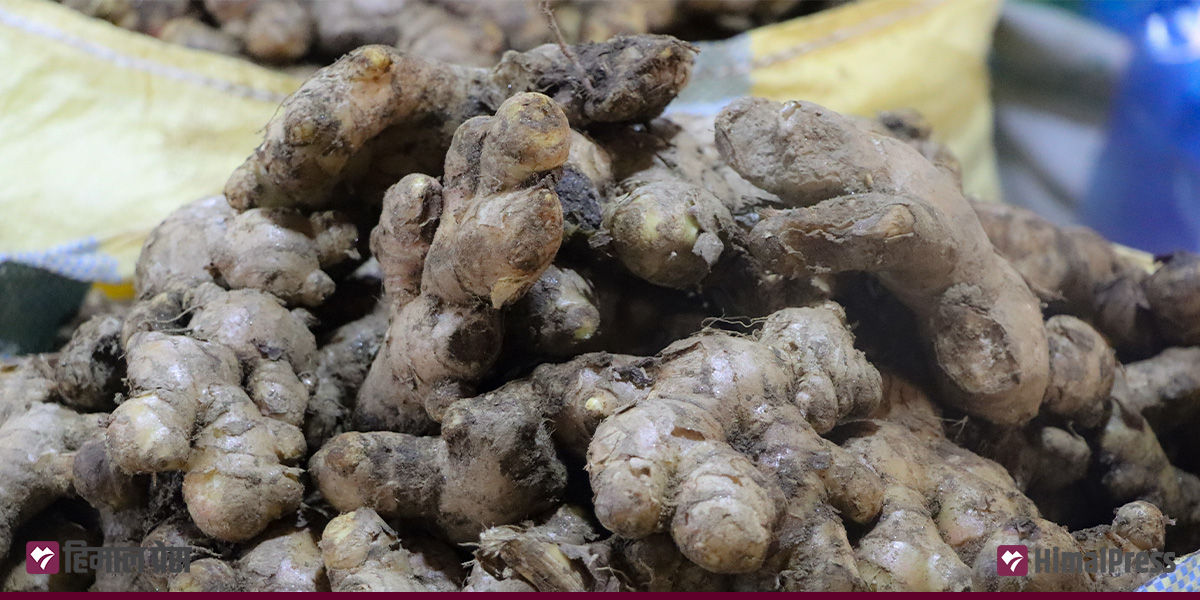 कालीमाटीमा आज अदुवा १२०, आभोकाडो ७५० प्रतिकेजीमा कारोबार, अन्य कति?