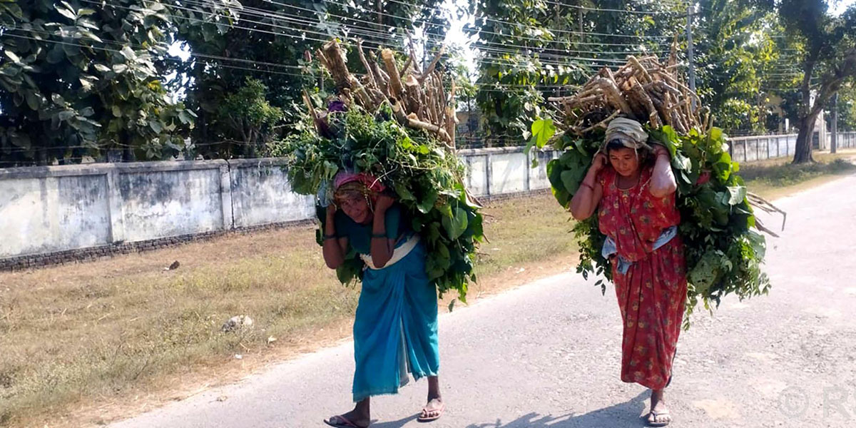 एकै भारीमा घाँस र दाउरा