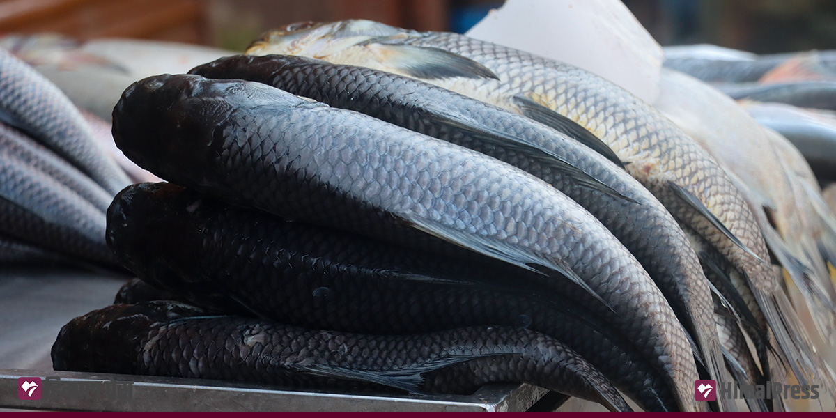 कति पुग्यो माछा-च्याउ-अमलाको मूल्य?