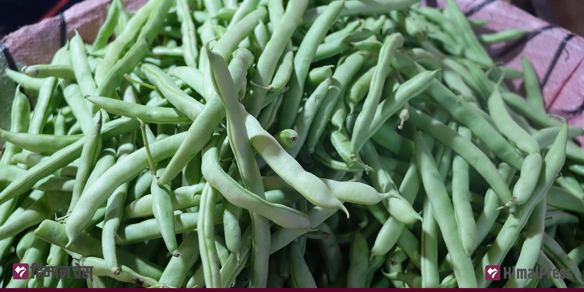 कालिमाटीमा तरकारीको मूल्य : काउली ७०, टाटे सिमी १३० [अरू कति?]