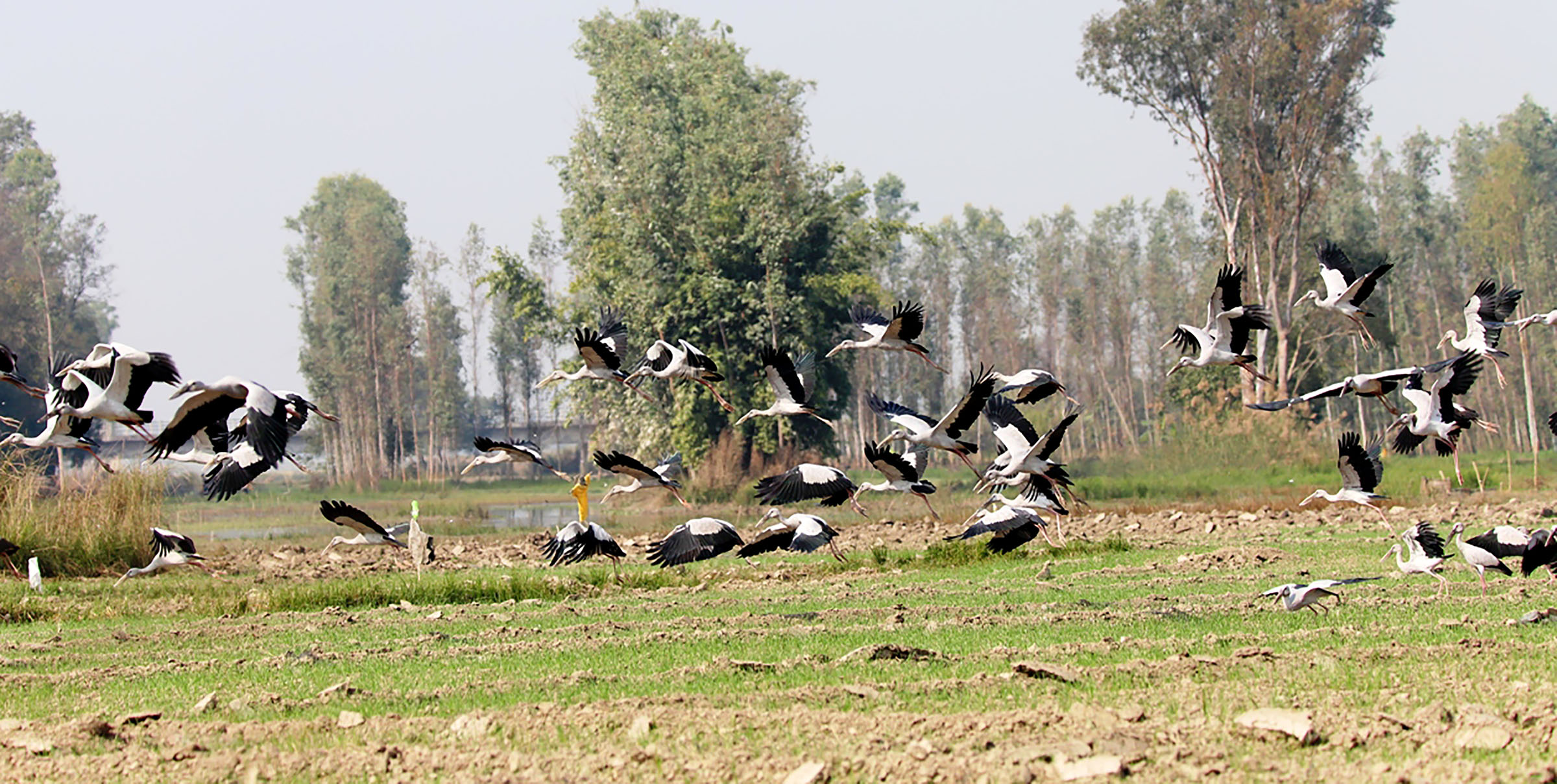 लोपोन्मुख घुँघीफोर गरुडको बथान