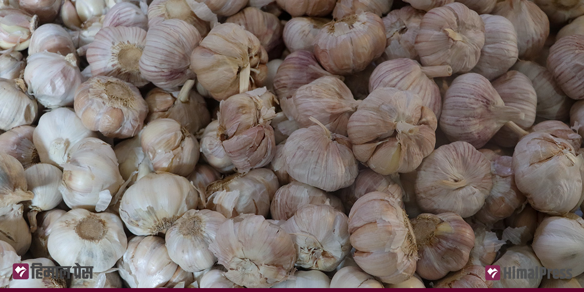 आजको मूल्य : सुकेको नेपाली लसुन प्रतिकिलो १६०, अदुवा १२० रुपैयाँ