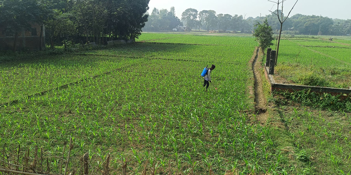 सुनसरीमा गहुँखेती छाडेर मकैखेतीमा किसान