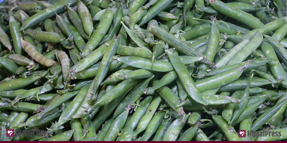 कालिमाटीको तरकारी : मटरकोसा १६०, सिमी १०० [अरू कति?]