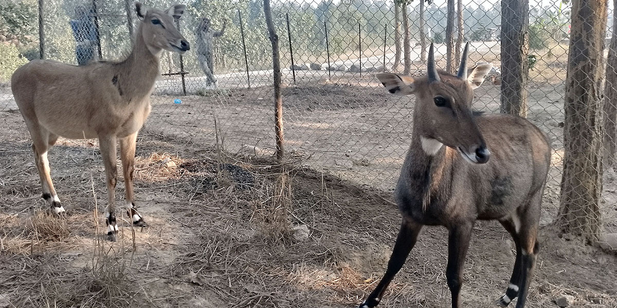 उदयपुरमा वन्यजन्तुको उद्धार, उपचार तथा पुनःस्थापना केन्द्र स्थापना