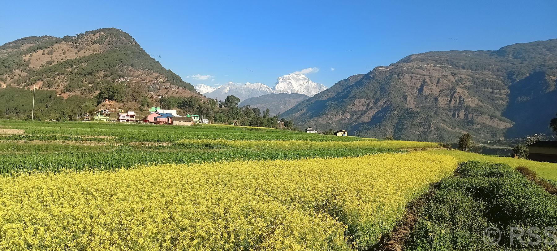 डाँडापारी धौलागिरि हिमाल