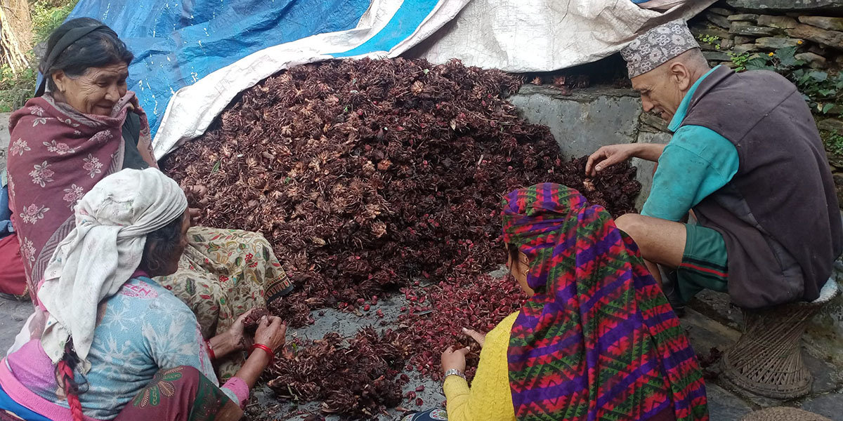 अलैँची उत्पादनमा वृद्धि, एकै वर्षमा छ करोडको कारोबार