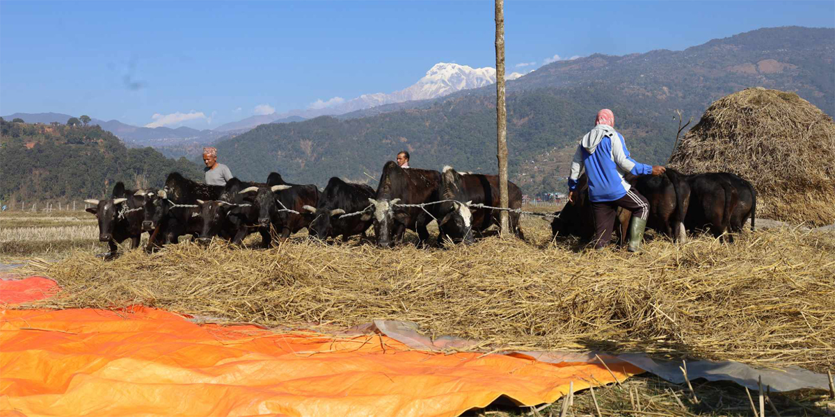 पोखरामा दाइँ महोत्सव