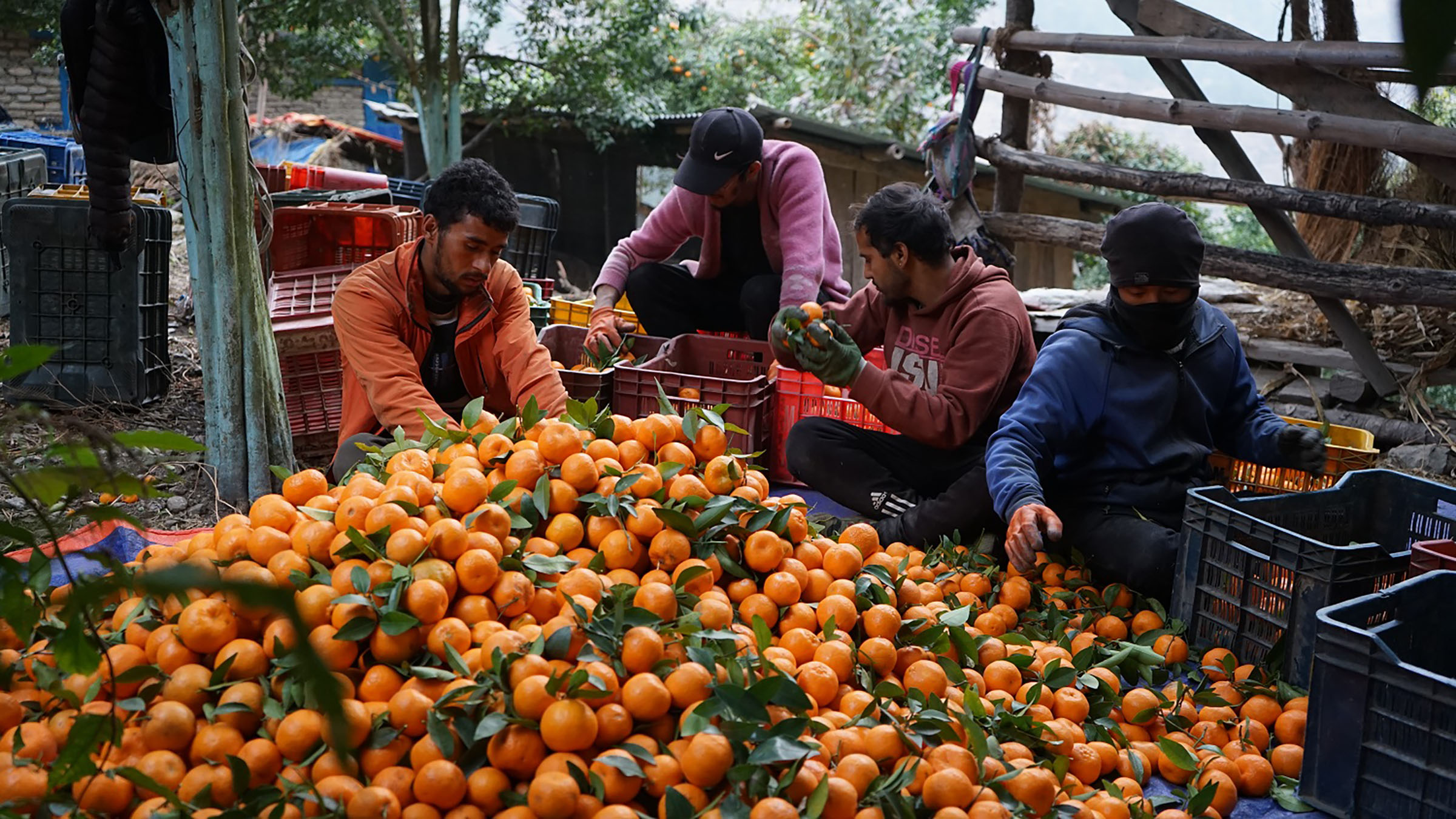 पाल्पाबाट बिक्यो ५२ करोड ७६ लाख ८४ हजारको सुन्तला