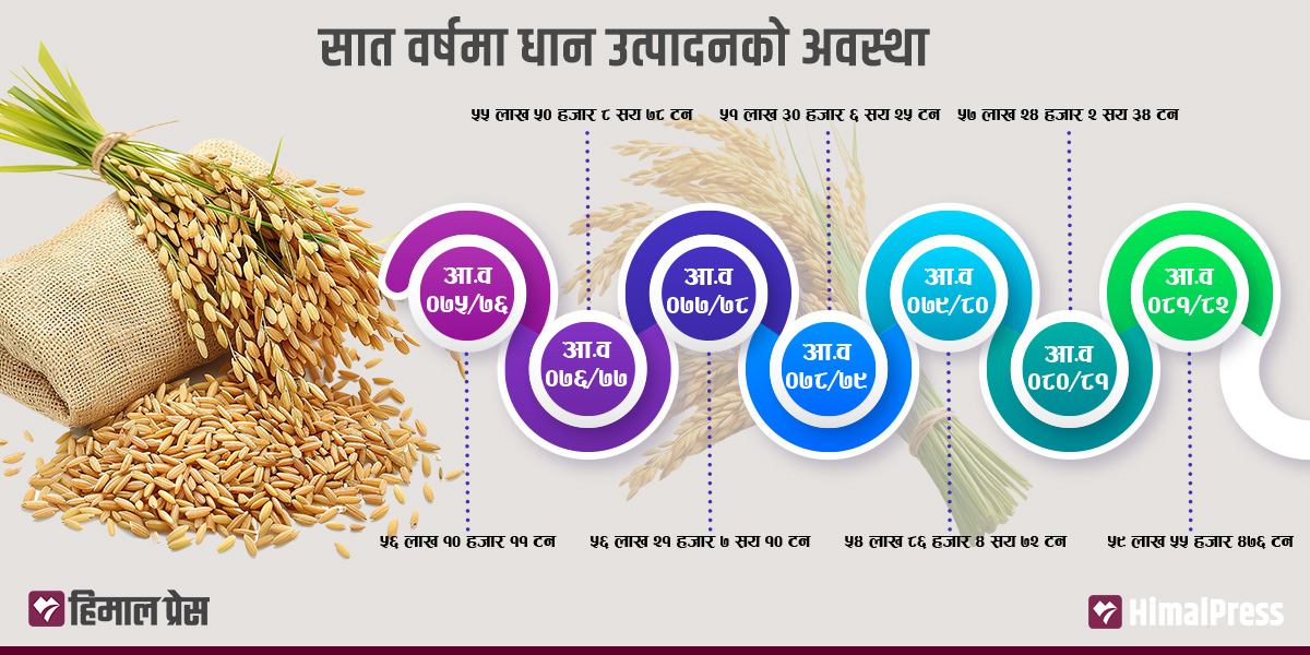 यस्तो छ धान उत्पादन बढ्नुको कारण