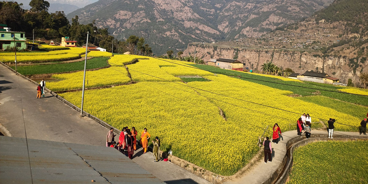 म्याग्दीको रत्नेचौरका तोरीबारीमा टिकटक बनाउनेको भीड