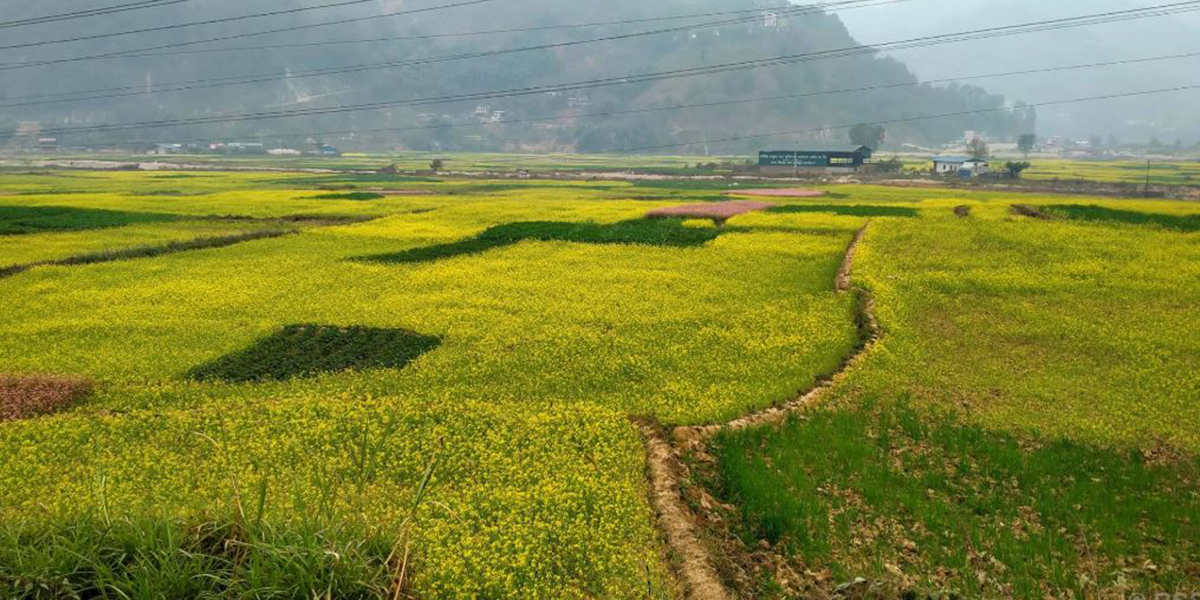 हरियाली तोरीबारी