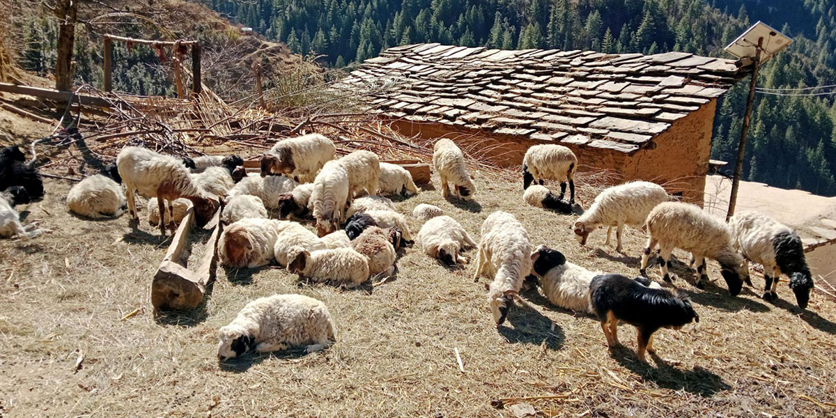 जुम्लामा भेडापालन