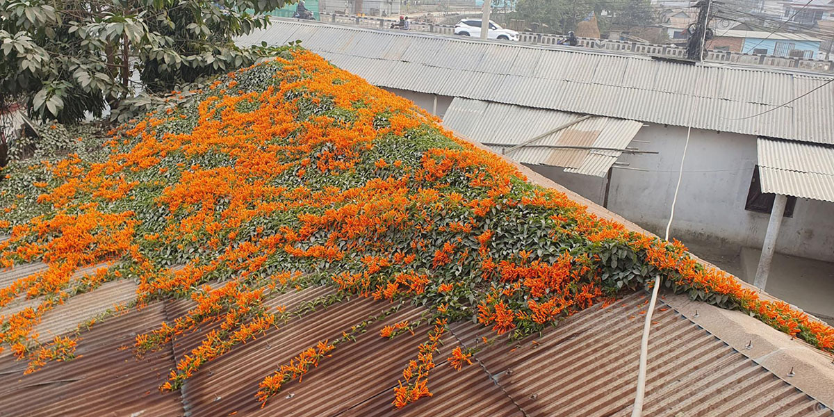 छानामा गेटफूल