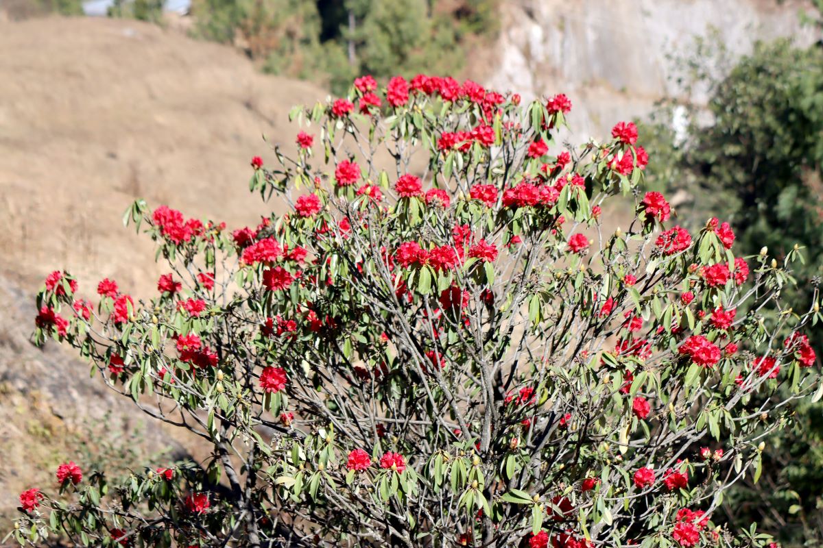 जलवायु परिवर्तनले चाँडै फुल्याे लालीगुराँस!