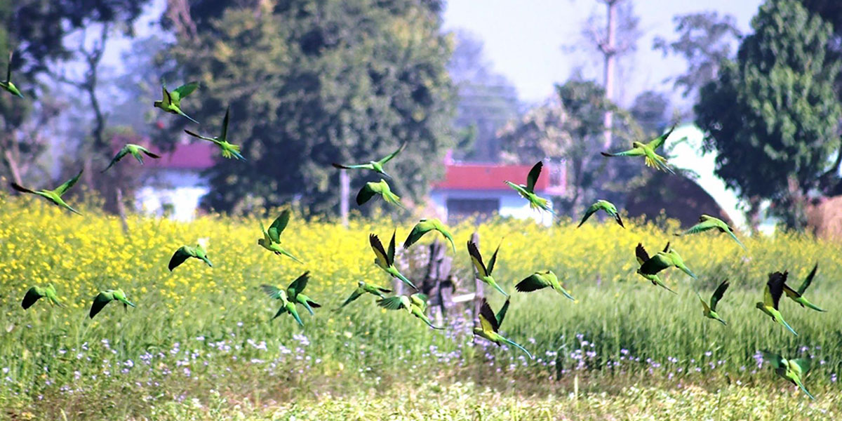 आहाराको खोजीमा चराको बथान