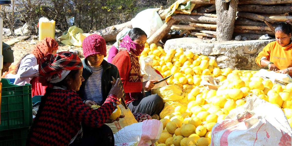 अचार उद्योगमा निबुवाको चुक