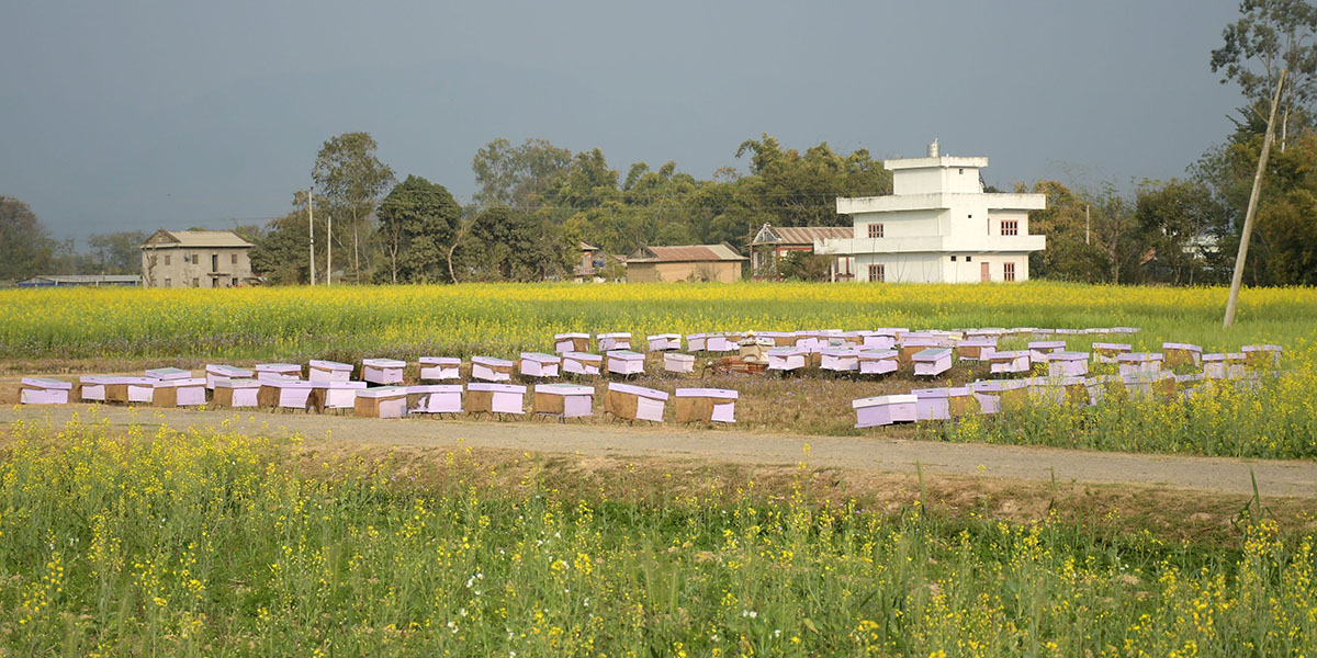 चरनका लागि राखिएका मौरी