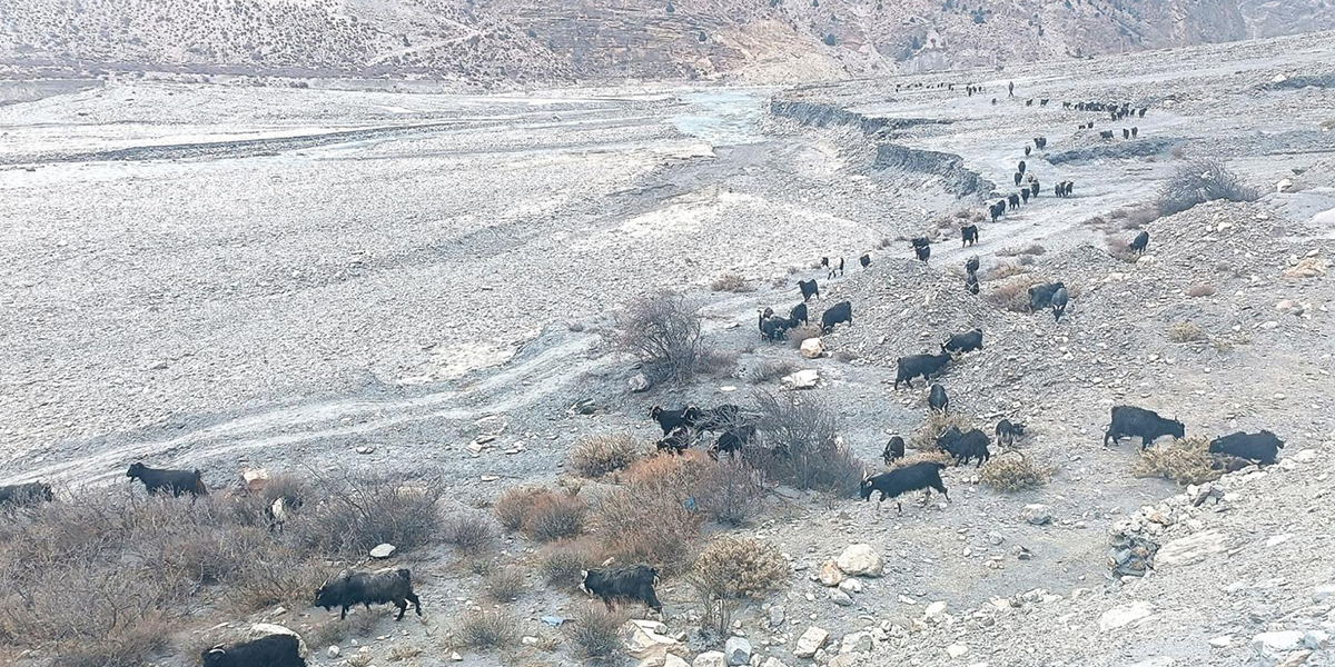 चर्दै गरेका च्यांग्रा