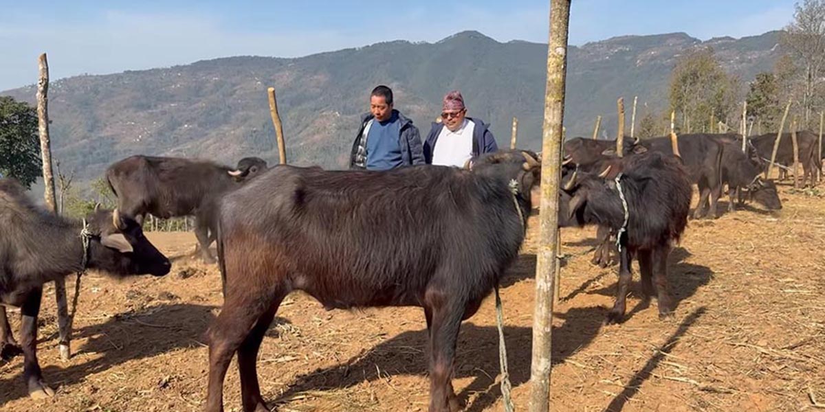 स्वरोजगार बनाउन चार सय राँगा वितरण गरिँदै