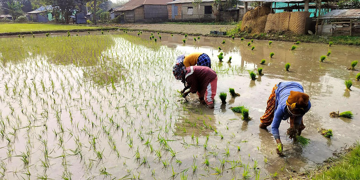 चैतमा धान