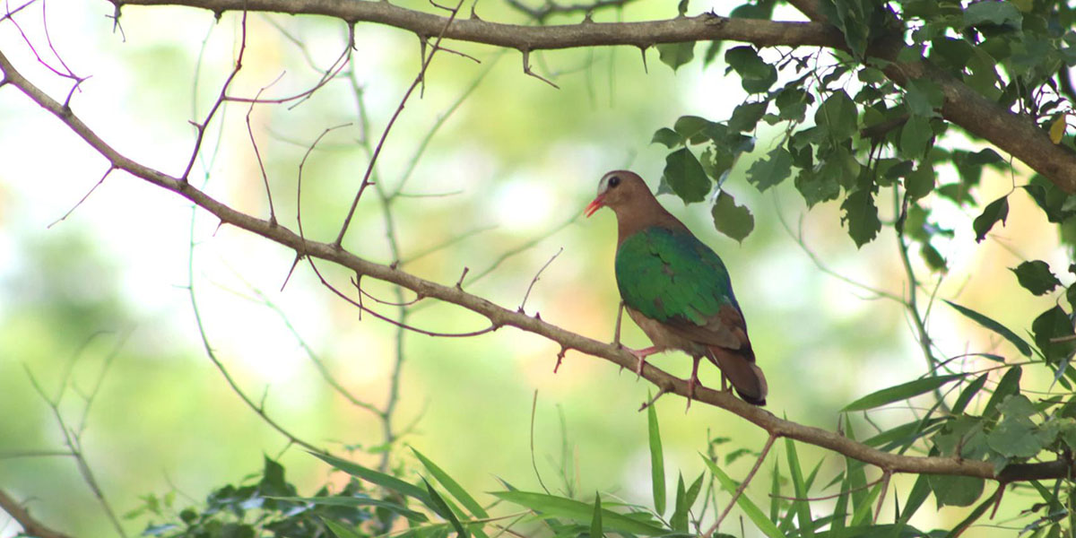 हारील ढुकुर