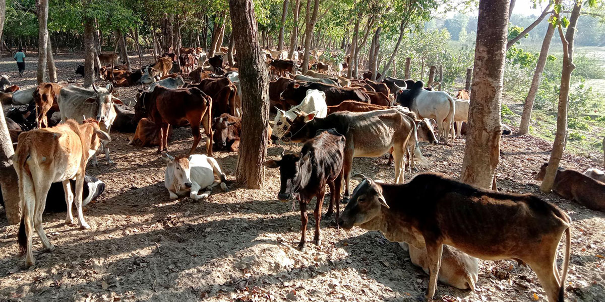 गौशालामा पशुचौपाया