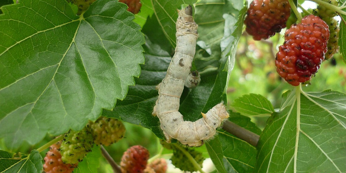 रेशमखेती किसानको पलायनपछि किम्बु बिरुवा पशु आहारा