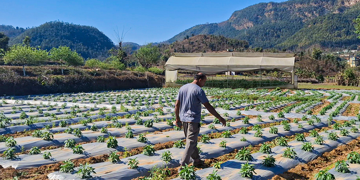 बाह्रैमास तरकारी खेती गरेर लाखौँ आम्दानी