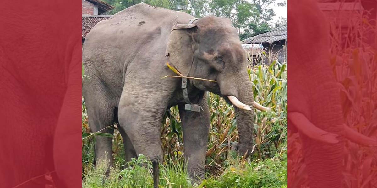 रौतहटमा हात्ती आतंक- ‘हामीले माया गर्‍यौँ, उसले बिनास गर्‍यो’