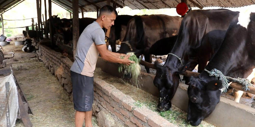 उदाहरणीय गाईपालक भण्डारीका पीडा, ‘एकदिन बिरामी भए भने कसले लग्दिला बजारसम्म दूध’