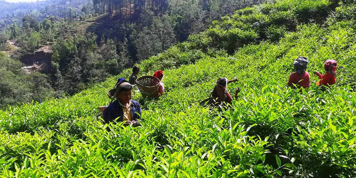 रेशमा चियाको व्यावसायिक उत्पादन सुरु