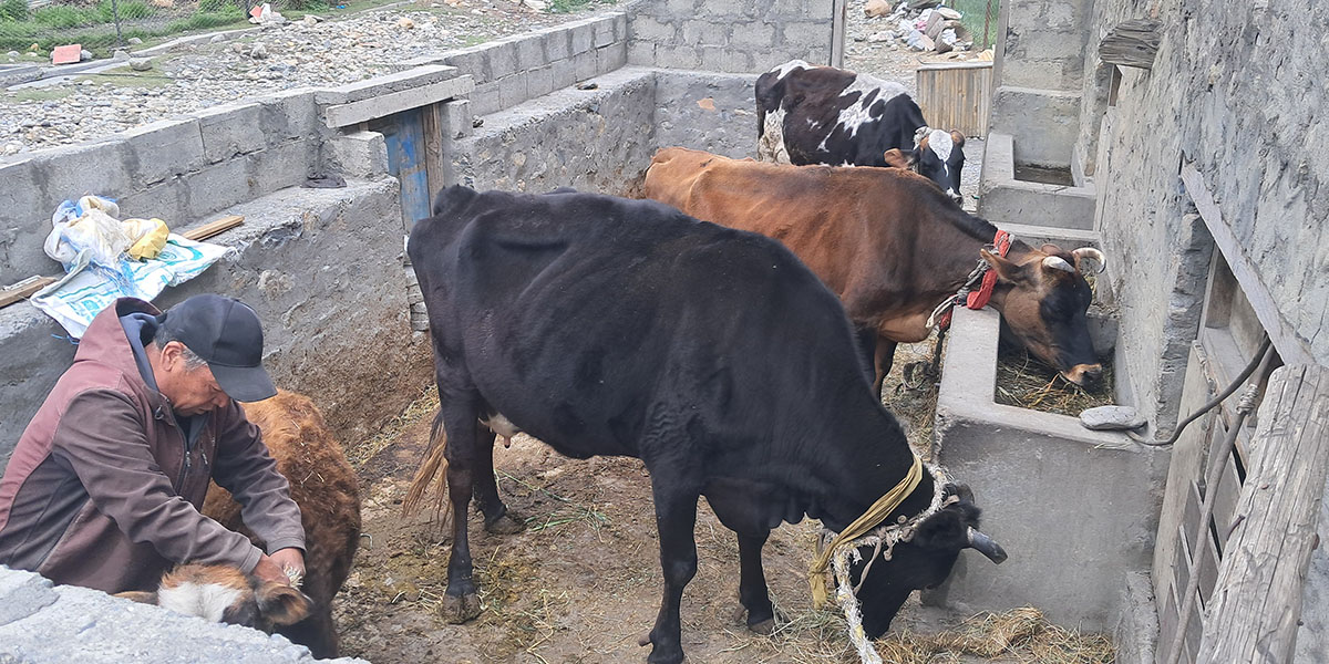 मुस्ताङको स्याङ गाउँमा उन्नत जर्सी गाईपालनले पाउडर दूध विस्थापित गर्दै