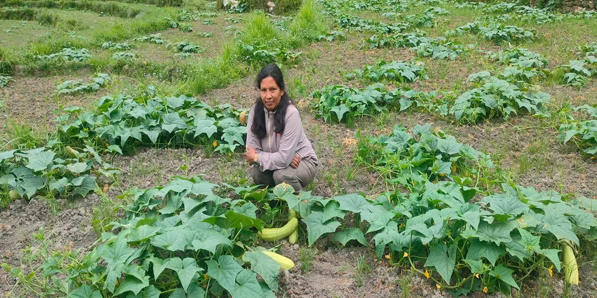 कृषक जनप्रतिनिधि : फलेवास उपप्रमुखको काँक्राबीउ खेतीले गाउँमै रोजगारी