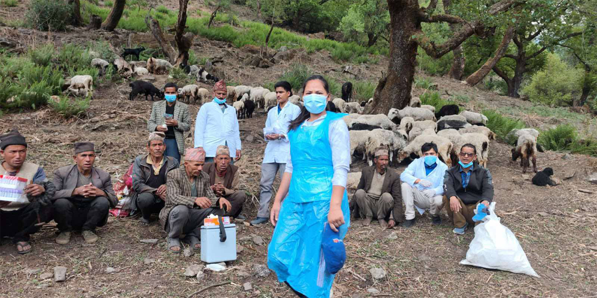 जाजरकोटको बारेकोटमा अज्ञात रोगको प्रकोप : दुई सयभन्दा बढी भेडा मरे